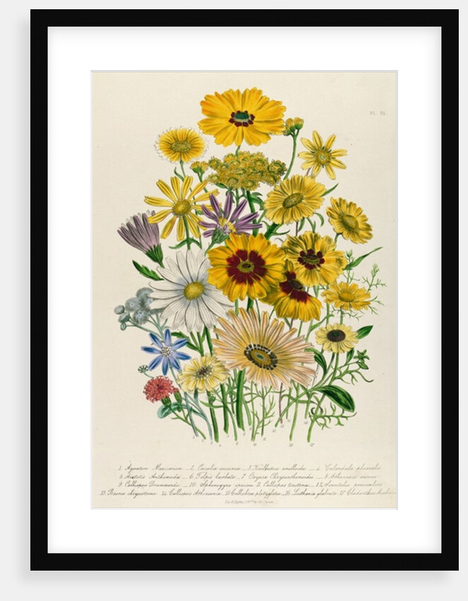 Daisies by Jane Loudon