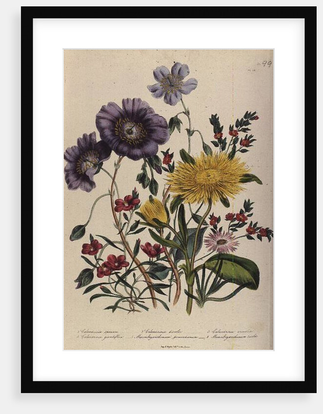 Calandrinia by Jane Loudon