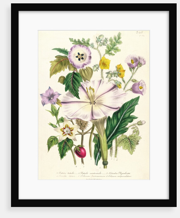 Devil's Trumpet, plate 46 from 'The Ladies' Flower Garden', published 1842 by Jane Loudon