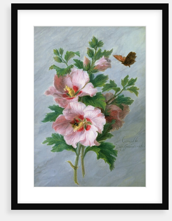 Hibiscus against a Marble Ledge by Cornelis van Spaendonck