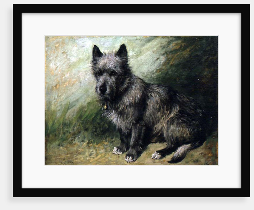 Tatters by John Emms