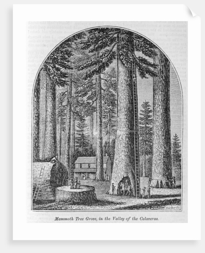 Mammoth tree grove in the Valley of the Calaveras by American School