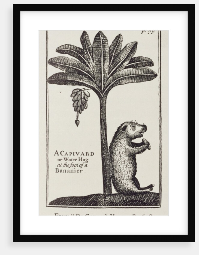 A Capivard or Water Hog at the Foot of a Bananier, from de Gennes' 'Voyage to the Straits of Magellan', by the Sieur Froger, 1698 by American School