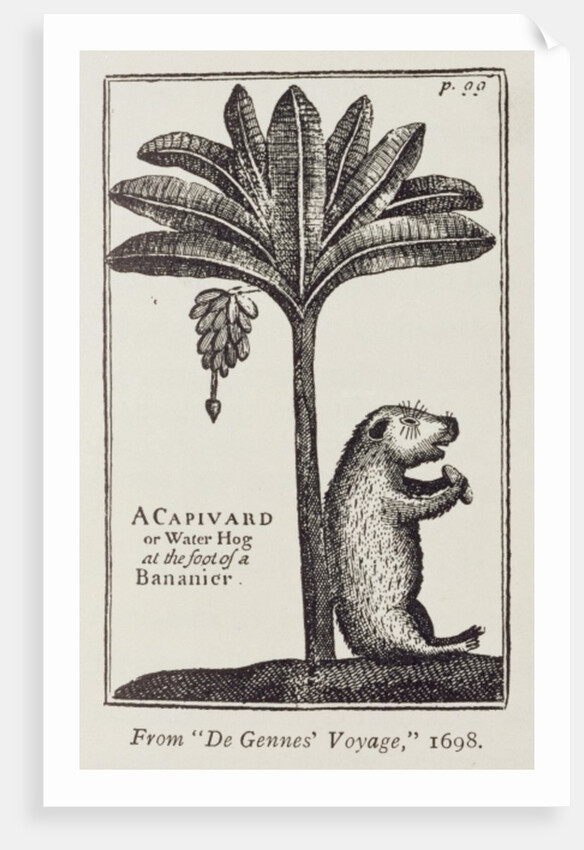 A Capivard or Water Hog at the Foot of a Bananier, from de Gennes' 'Voyage to the Straits of Magellan', by the Sieur Froger, 1698 by American School