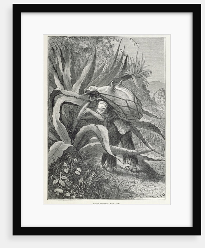 Extracting Pulque by Edouard Riou