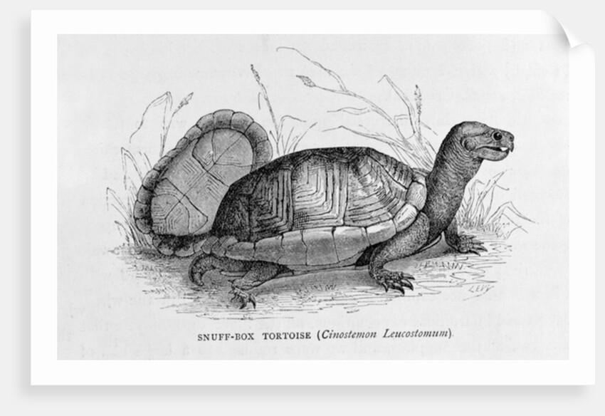 Snuff-box Tortoise by French School