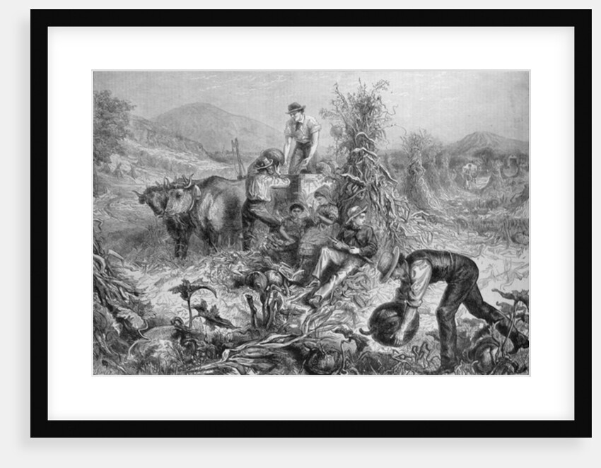 American Husbandry: Gathering Pumpkins and Husking Maize by English School