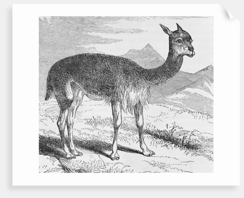 The Vicuna at the Rio de Azufre by English School