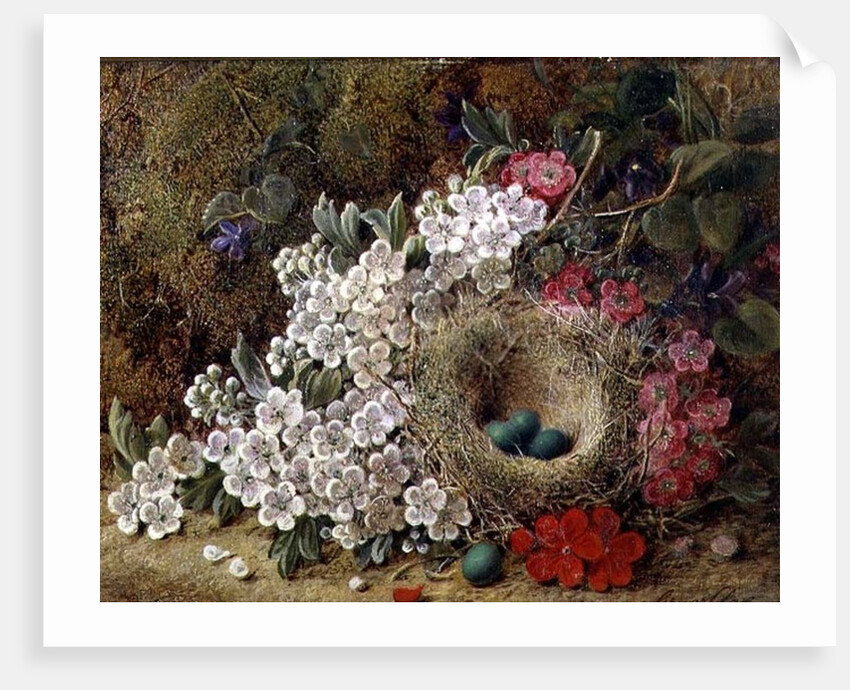 A bird's nest and blossom on a mossy bank by George Clare