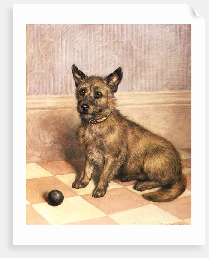 Waiting to Play, a Cairn terrier with a ball by Frank Paton