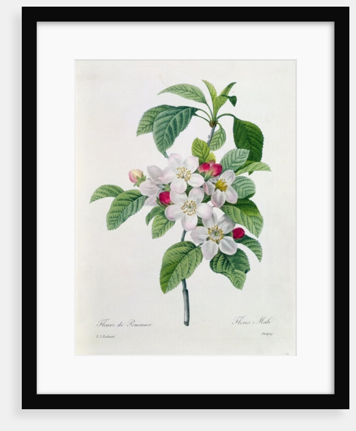 Apple Blossom by Pierre Joseph Redoute