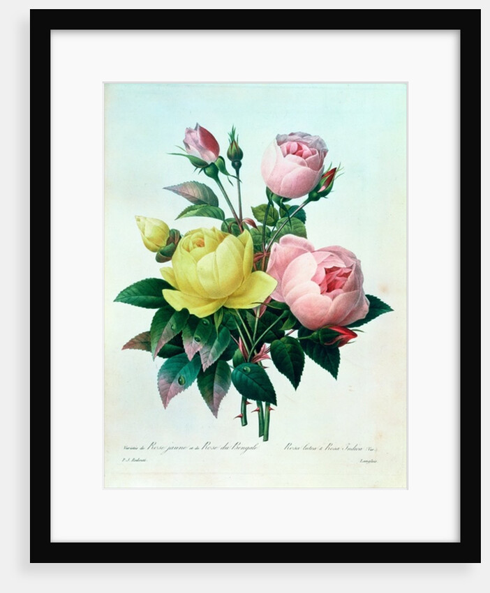 Rosa Lutea and Rosa Indica by Pierre Joseph Redouté