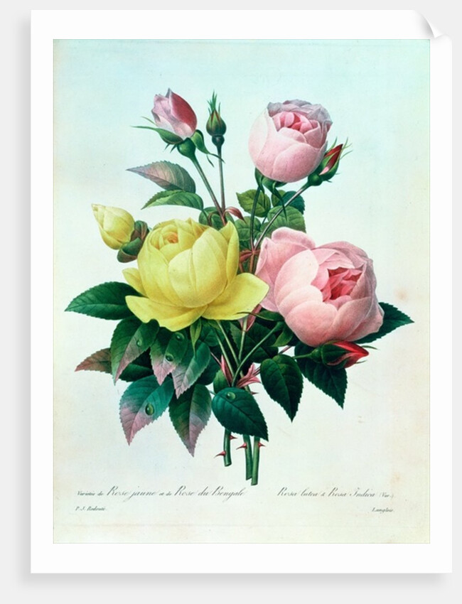 Rosa Lutea and Rosa Indica by Pierre Joseph Redouté