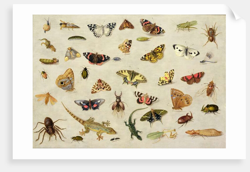A Study of Insects by Jan van the Elder Kessel