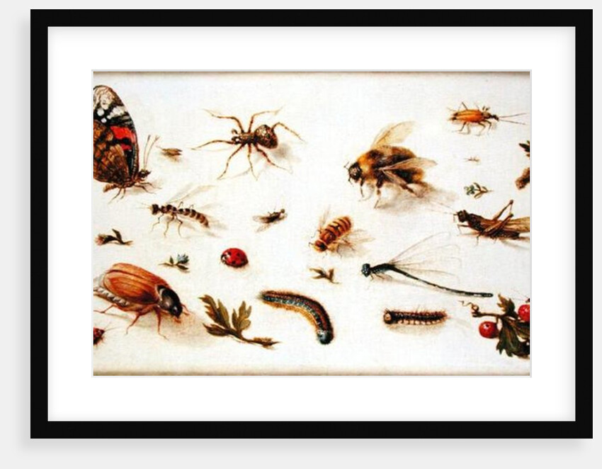 A Study of Insects by Jan the Younger Brueghel