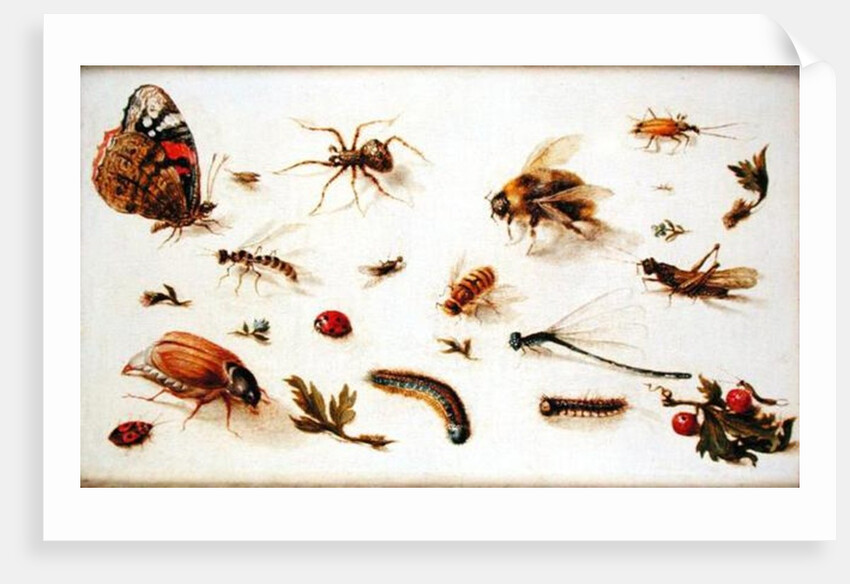 A Study of Insects by Jan the Younger Brueghel
