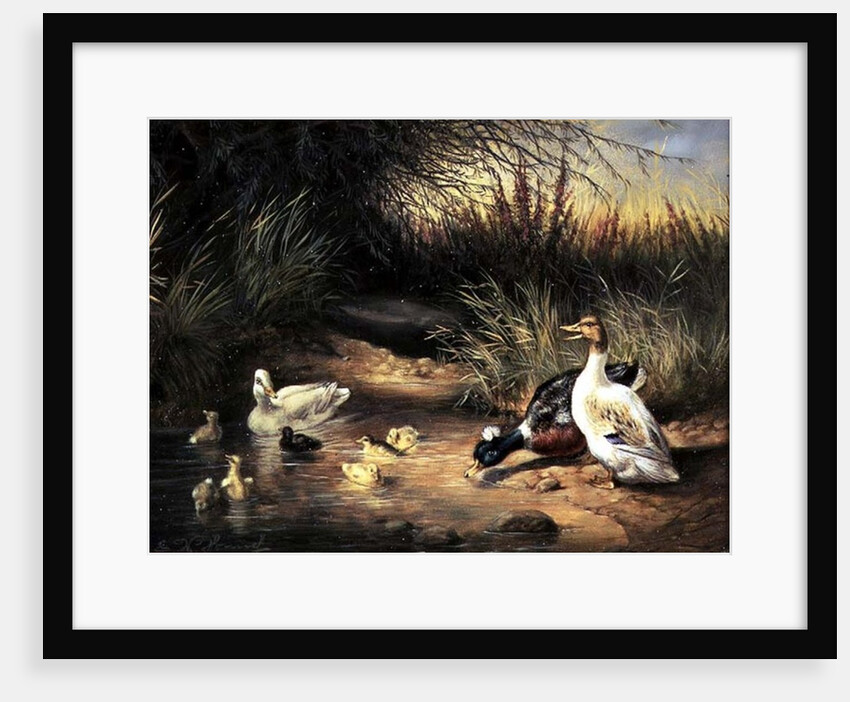 Ducks, Drake and Ducklings by Ewald Honnef
