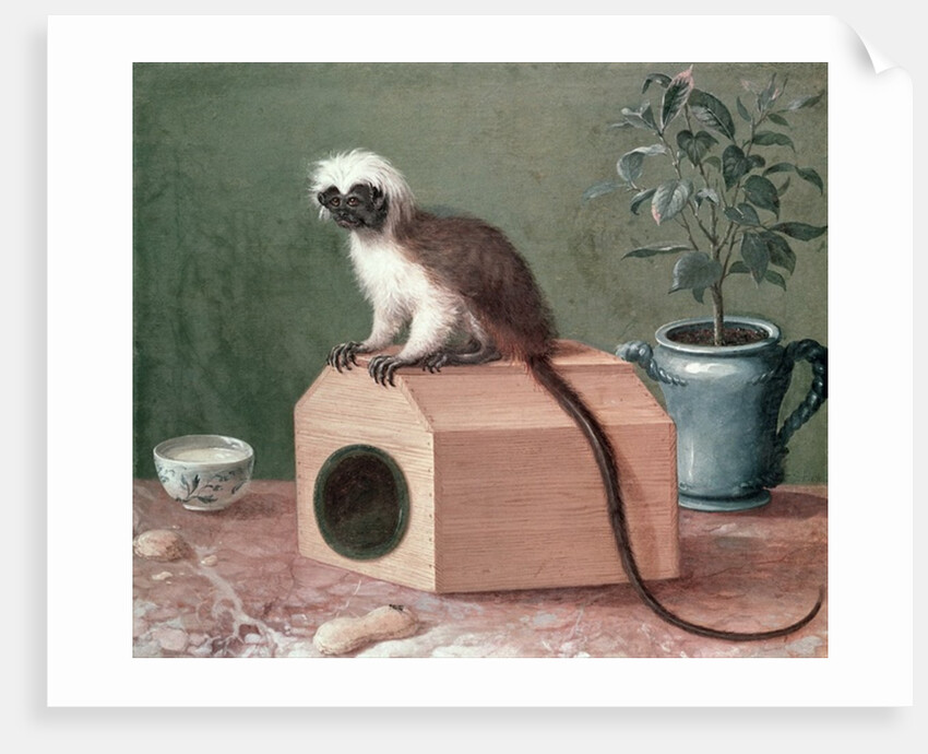 The Favourite Monkey of Carl Linnaeus by Gustavus Hesselius