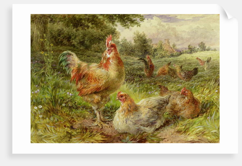 Cochin China Fowls, 19th century by George Hickin
