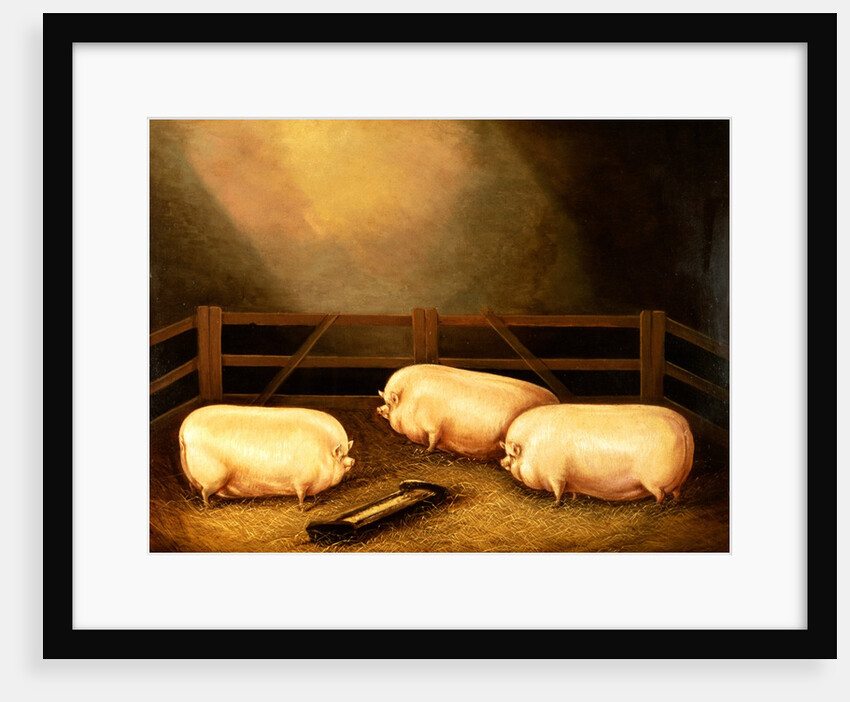 Three Prize Pigs outside a Sty by English School