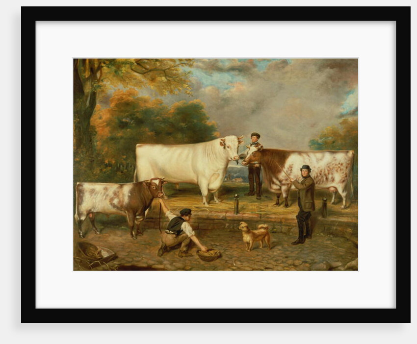 Cows with a herdsman by English School