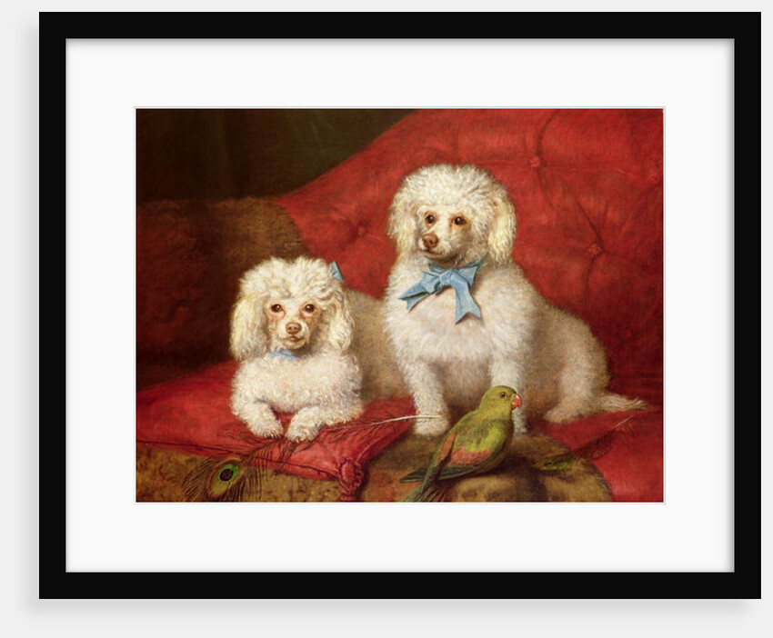 A Pair of Poodles by English School