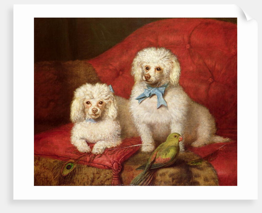 A Pair of Poodles by English School