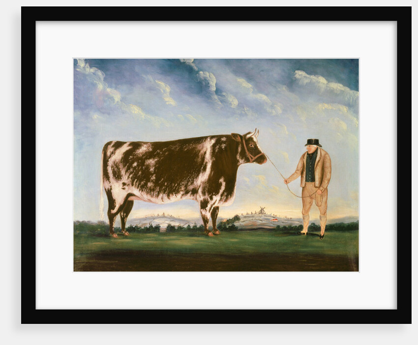 Study of a Shorthorn by William Joseph Shayer