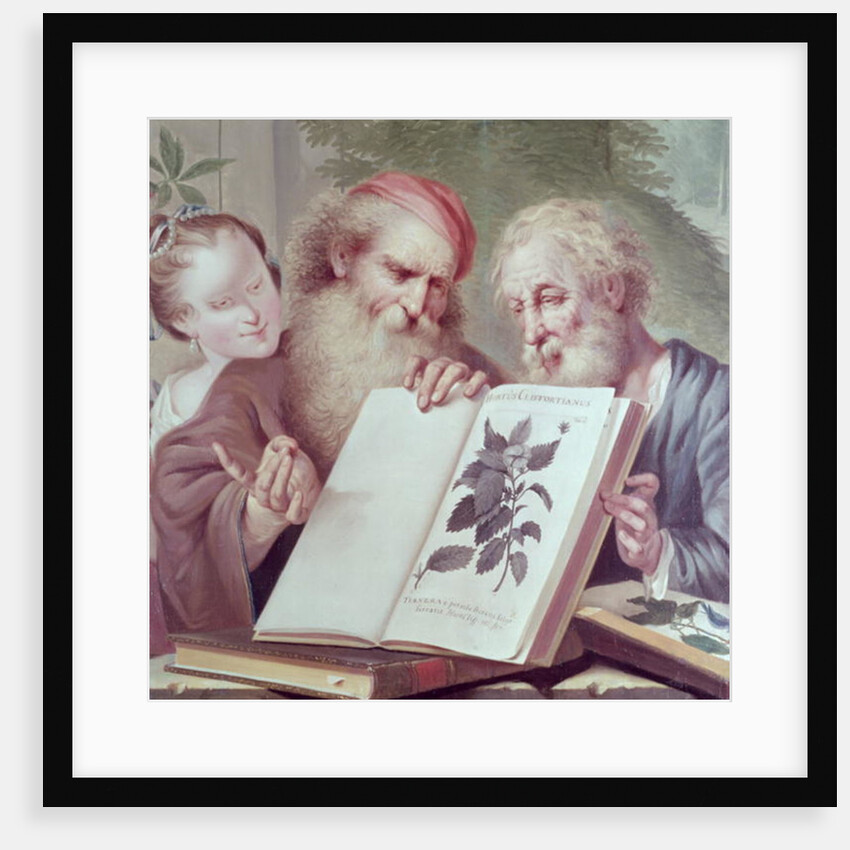 Illustration from Hortus Cliffortianus, by Carl Linnaeus published Amsterdam 1737-38 by Anonymous