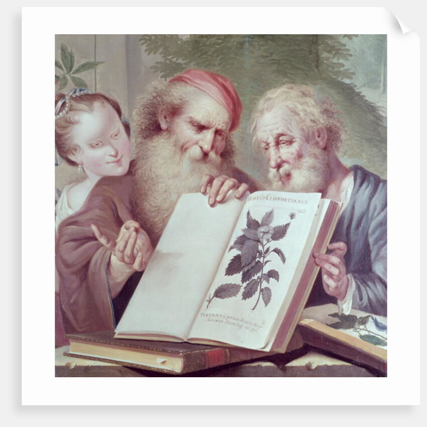 Illustration from Hortus Cliffortianus, by Carl Linnaeus published Amsterdam 1737-38 by Anonymous