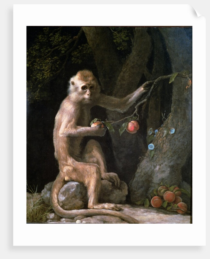Portrait of a Monkey dated 1774 by George Stubbs