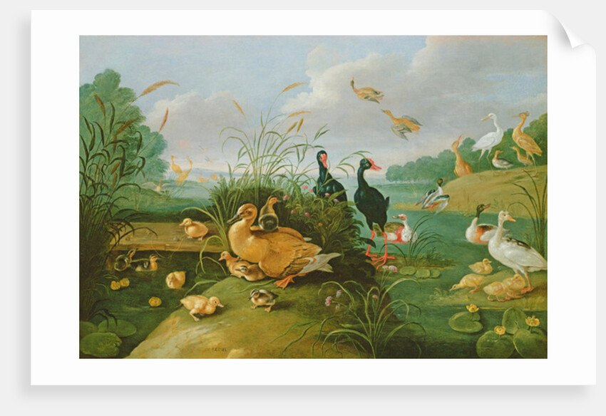 Decorative fowl and ducklings by Jan van the Elder Kessel