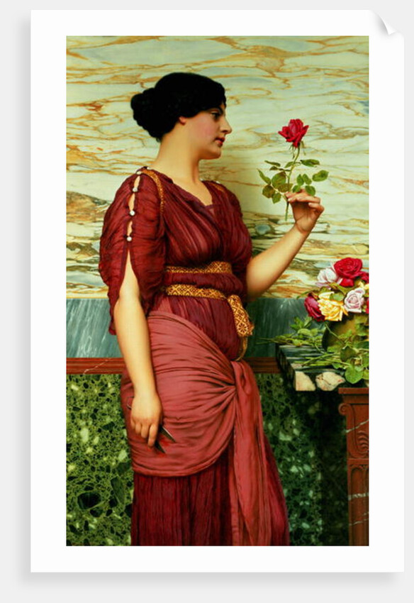 A Red, Red Rose, 1920 by John William Godward