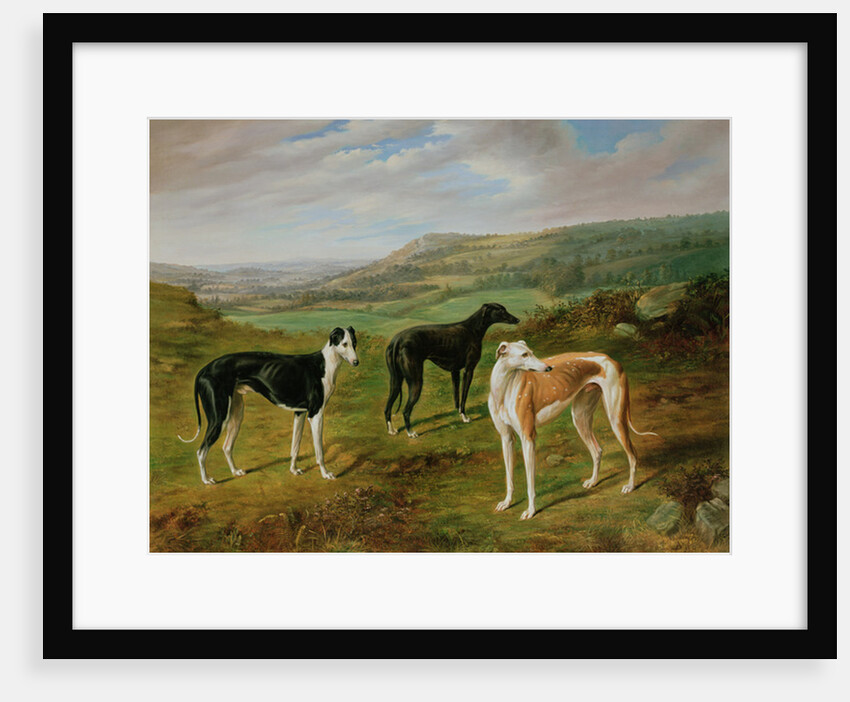 Greyhounds by Benjamin Cam Norton