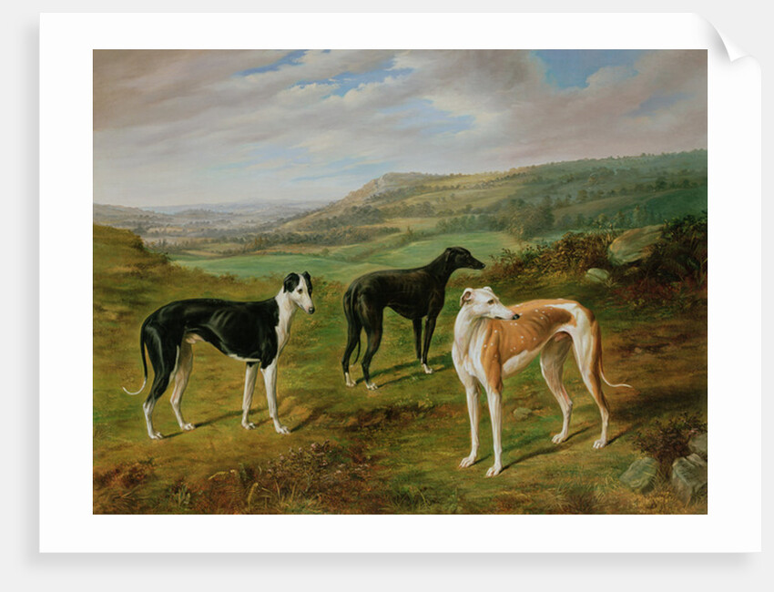 Greyhounds by Benjamin Cam Norton