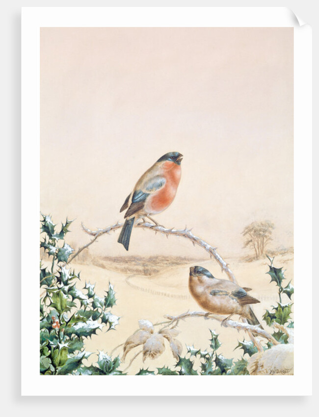 Winter scene with Chaffinch and Holly by Henry Bright