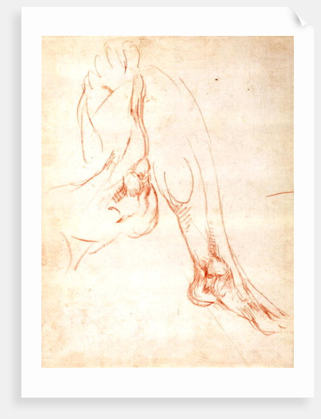 Study of a lower leg and foot by Michelangelo Buonarroti