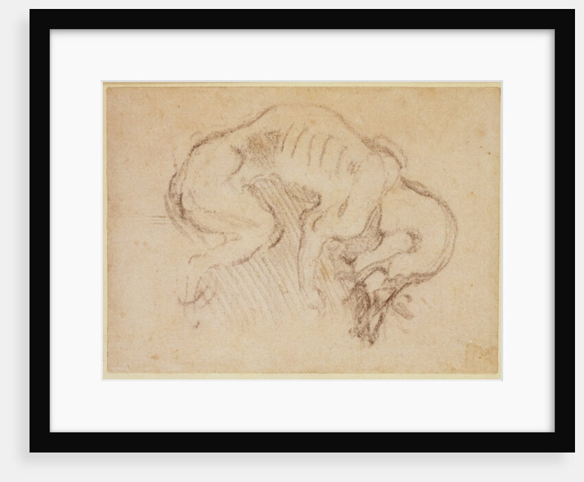 Study of a dog by Michelangelo Buonarroti