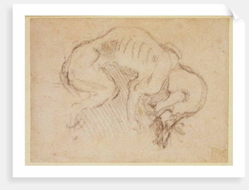 Study of a dog by Michelangelo Buonarroti