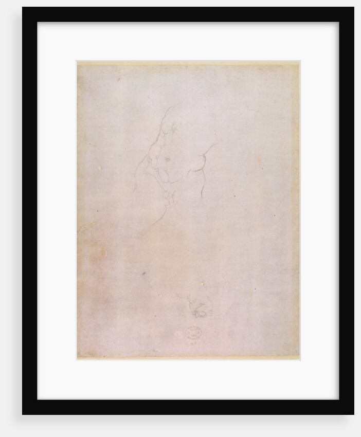 Study of a male torso by Michelangelo Buonarroti