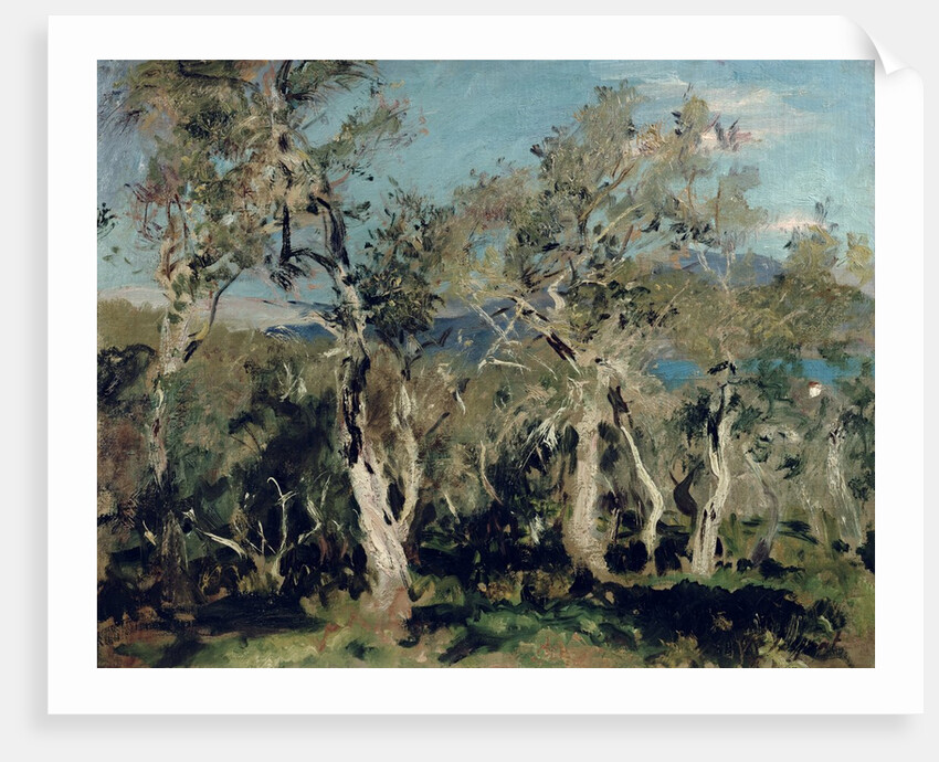 Olives, Corfu, 1912 by John Singer Sargent