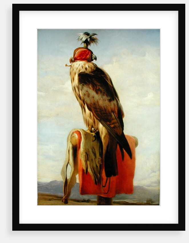 Hooded Falcon by Edwin Landseer