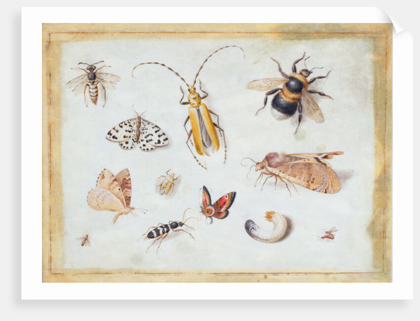 A Study of Butterflies and other Insects by Jan van the Elder Kessel