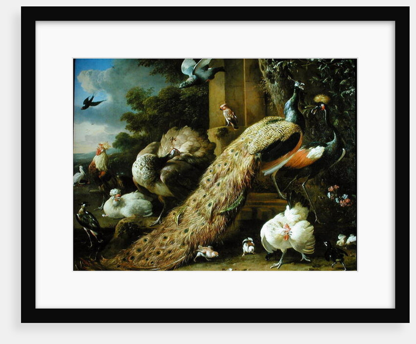 Peacock, parakeet, pelican, crane and poultry by Melchior de Hondecoeter