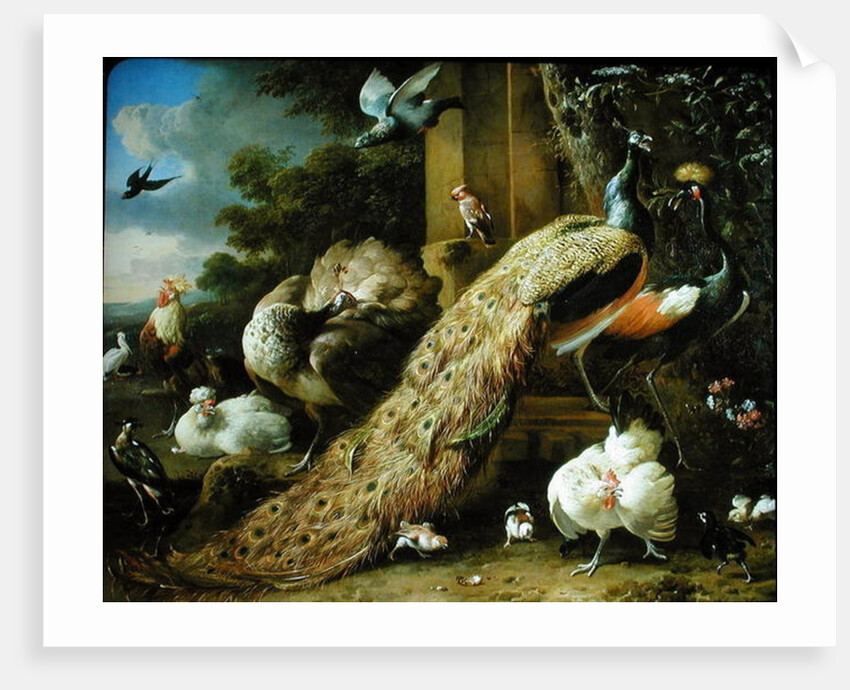 Peacock, parakeet, pelican, crane and poultry by Melchior de Hondecoeter