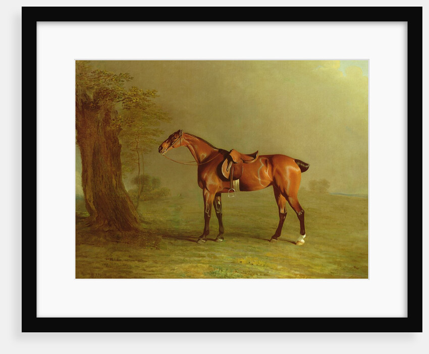 Racehorse by Benjamin Marshall