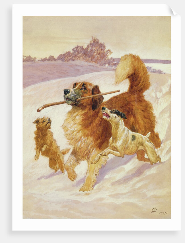 Three dogs playing in the snow, 1881 by John Charlton