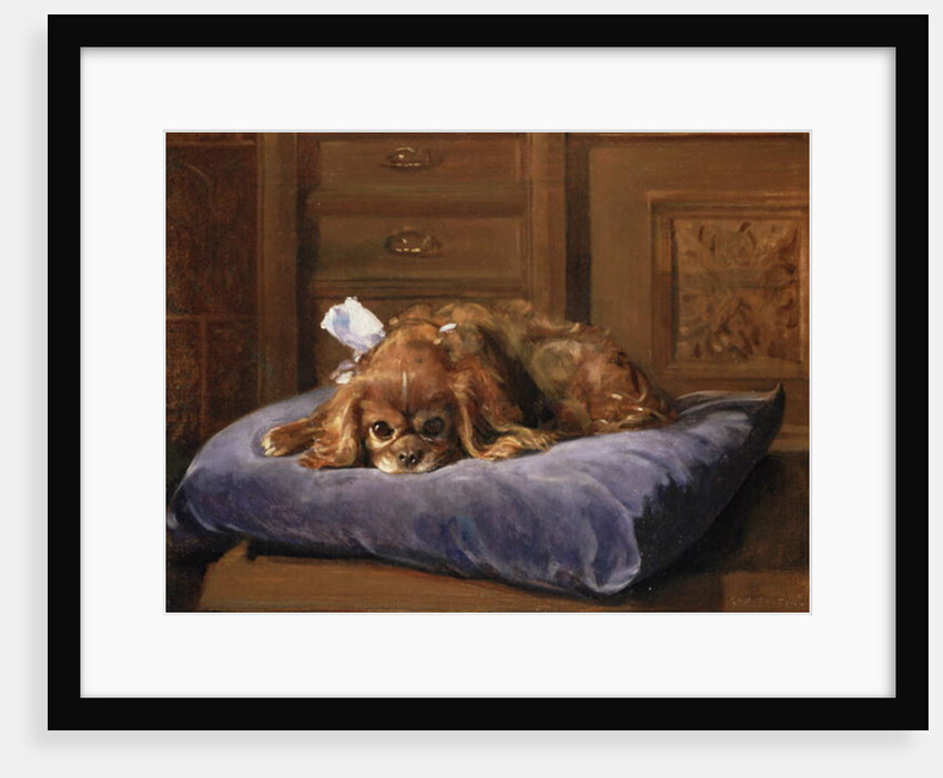 King Charles Spaniel by C. Fulton