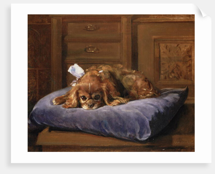 King Charles Spaniel by C. Fulton