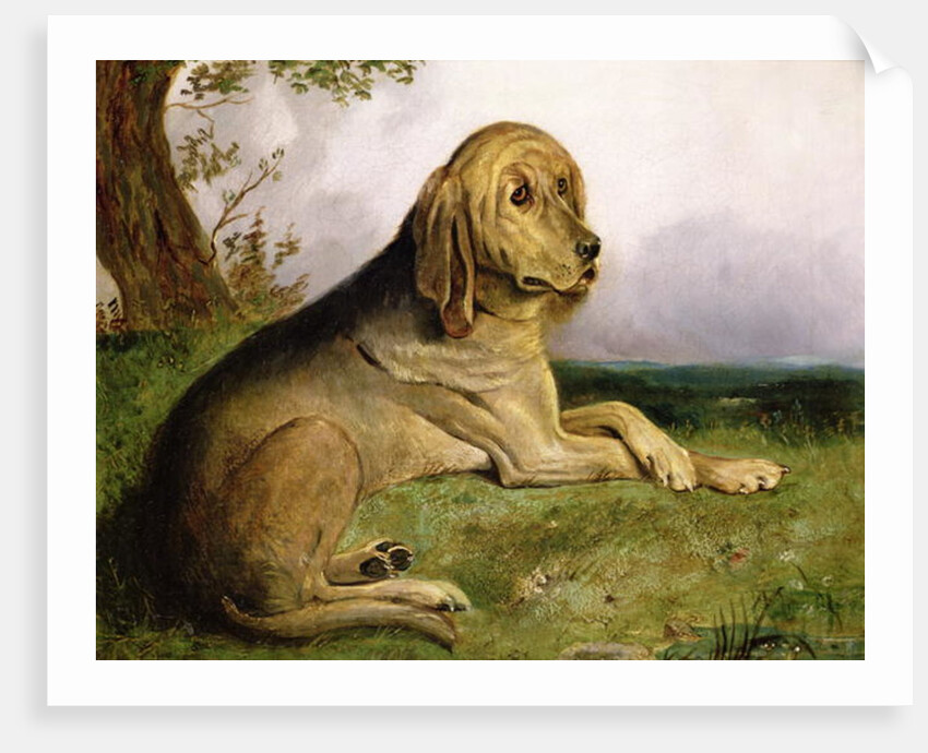 A Bloodhound in a Landscape by English School